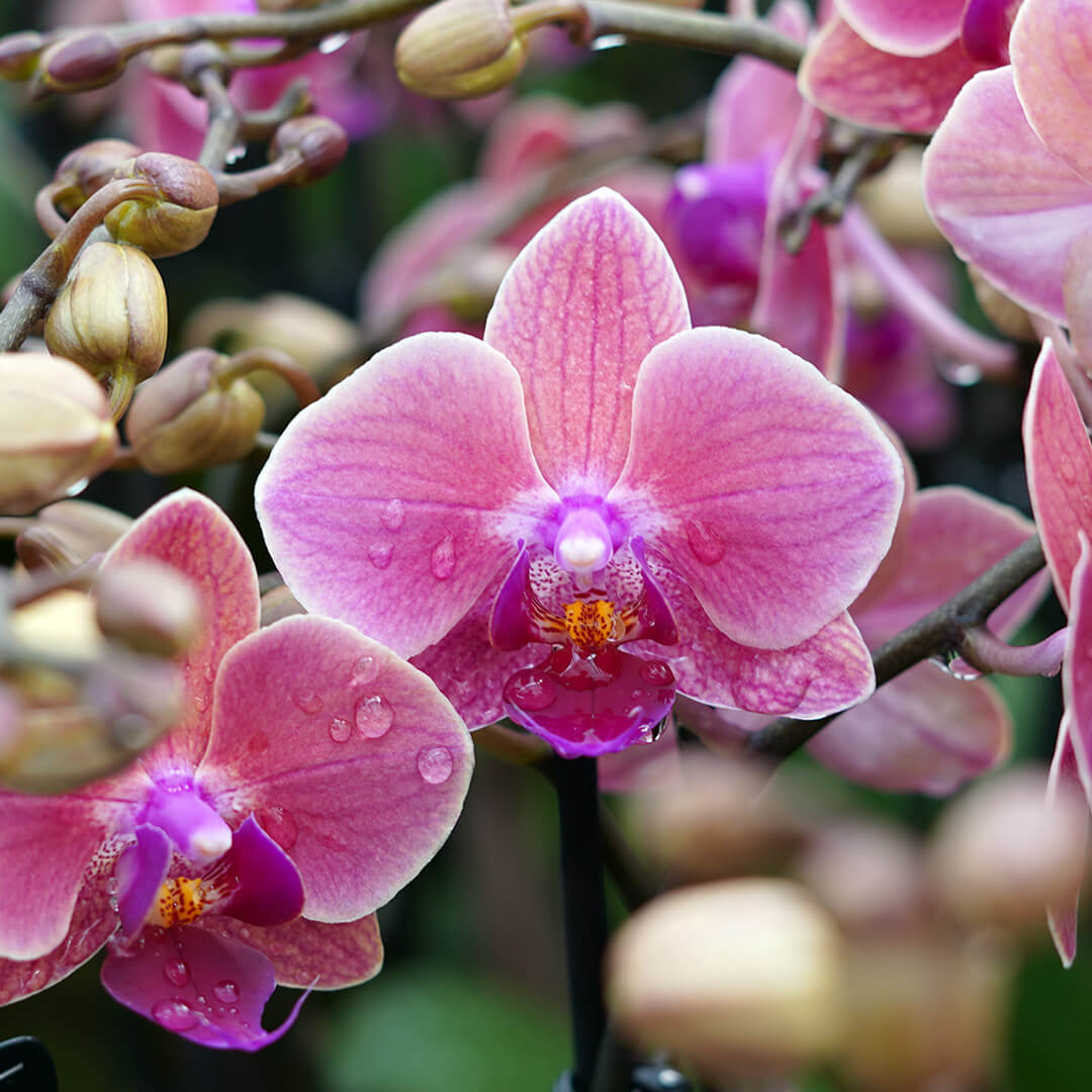 1 - 2 rispiges, buntes Orchideen 6er Paket | 9cm Topf
