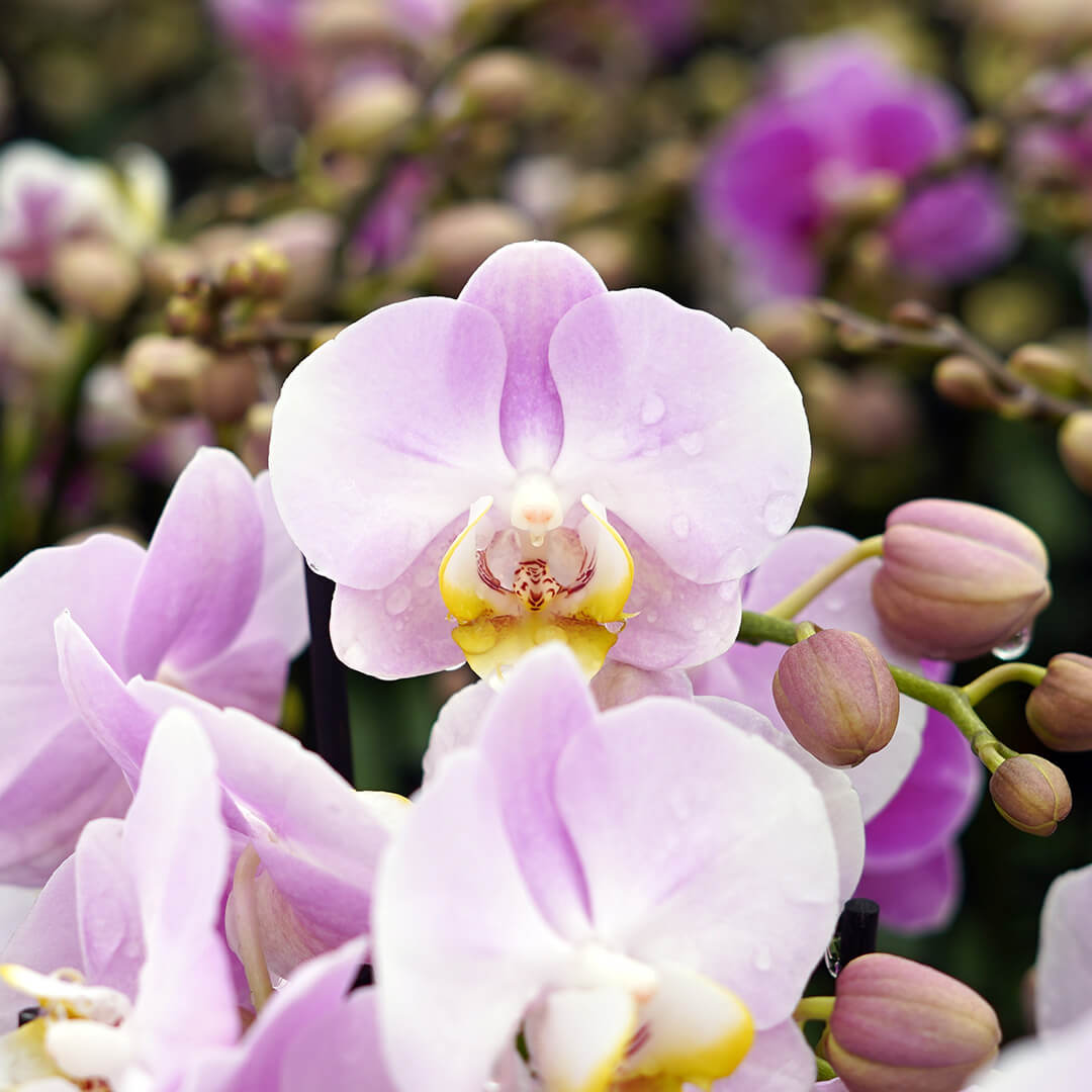 1 - 2 rispiges, buntes Orchideen 6er Paket | 9cm Topf