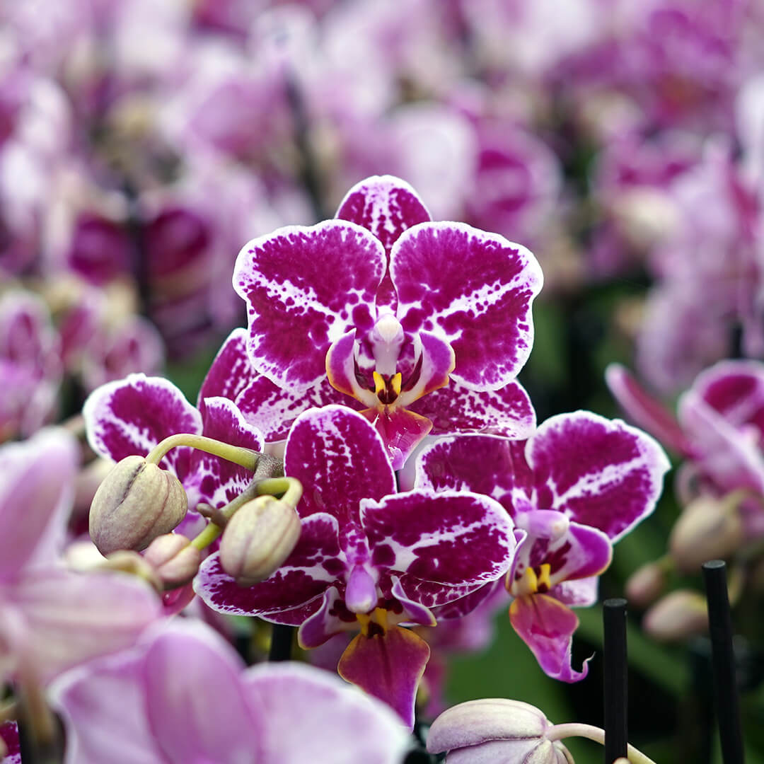 1 - 2 rispiges, buntes Orchideen 6er Paket | 9cm Topf