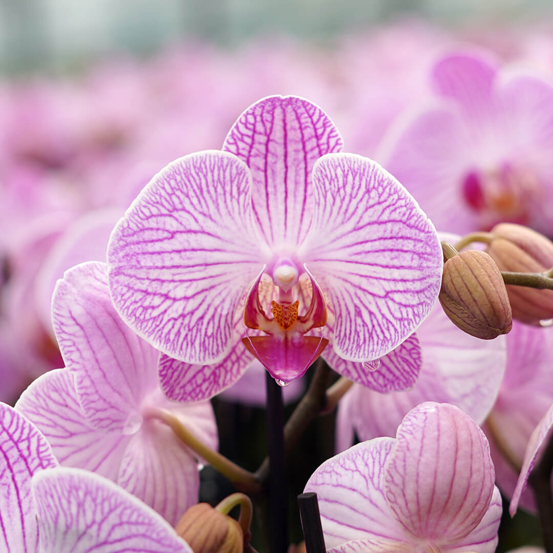 1 - 2 rispiges, buntes Orchideen 6er Paket | 9cm Topf