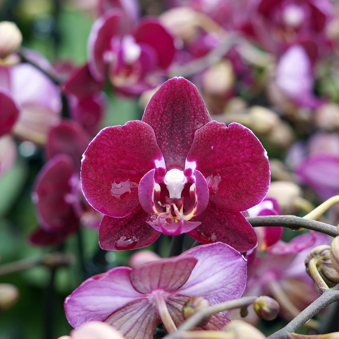 1 - 2 rispiges, buntes Orchideen 6er Paket | 9cm Topf