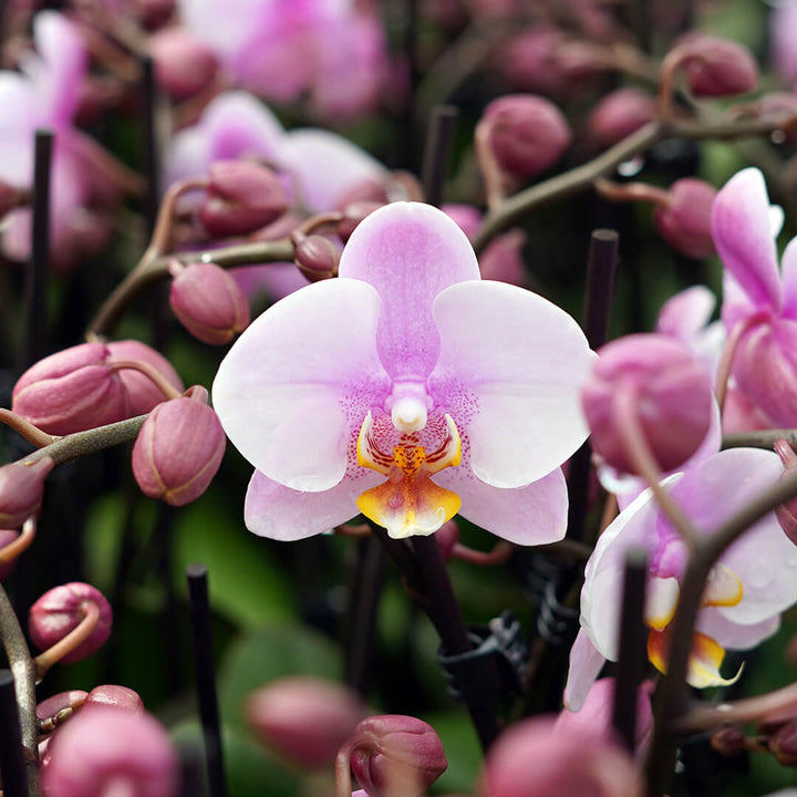 1 - 2 rispiges, buntes Orchideen 6er Paket | 9cm Topf