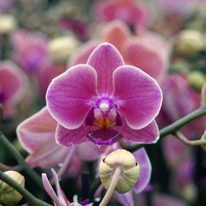 1 - 2 rispiges, buntes Orchideen 6er Paket | 9cm Topf