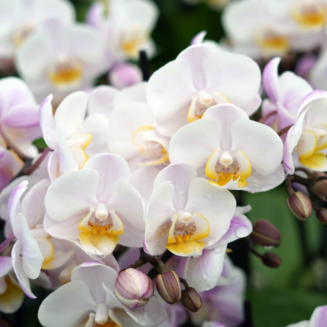 1 - 2 rispiges, buntes Orchideen 6er Paket | 9cm Topf