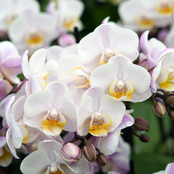 1 - 2 rispiges, buntes Orchideen 6er Paket | 9cm Topf