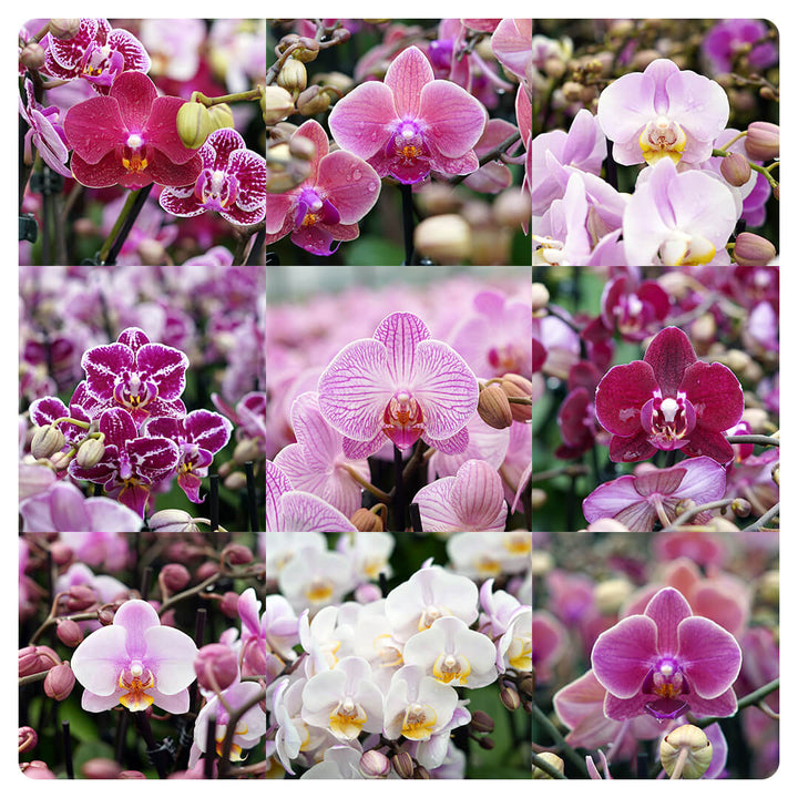 1 - 2 rispiges, buntes Orchideen 6er Paket | 9cm Topf