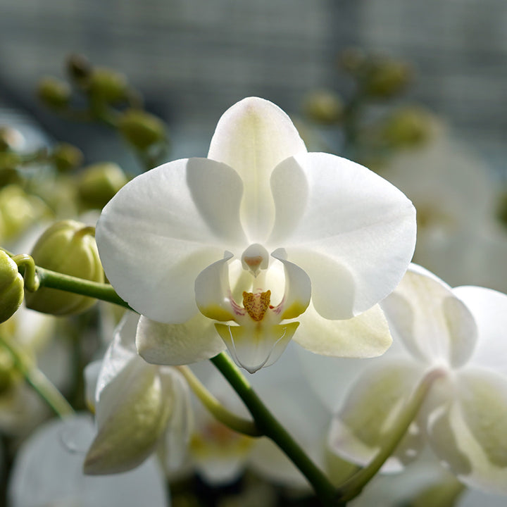 Orchideen 2er Angebote der Woche + Übertöpfe