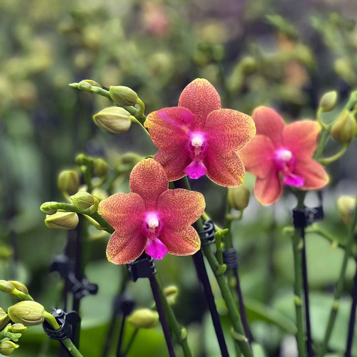 Duftende Bolgheri Orchidee | Rötliche Orchideen-Blüte