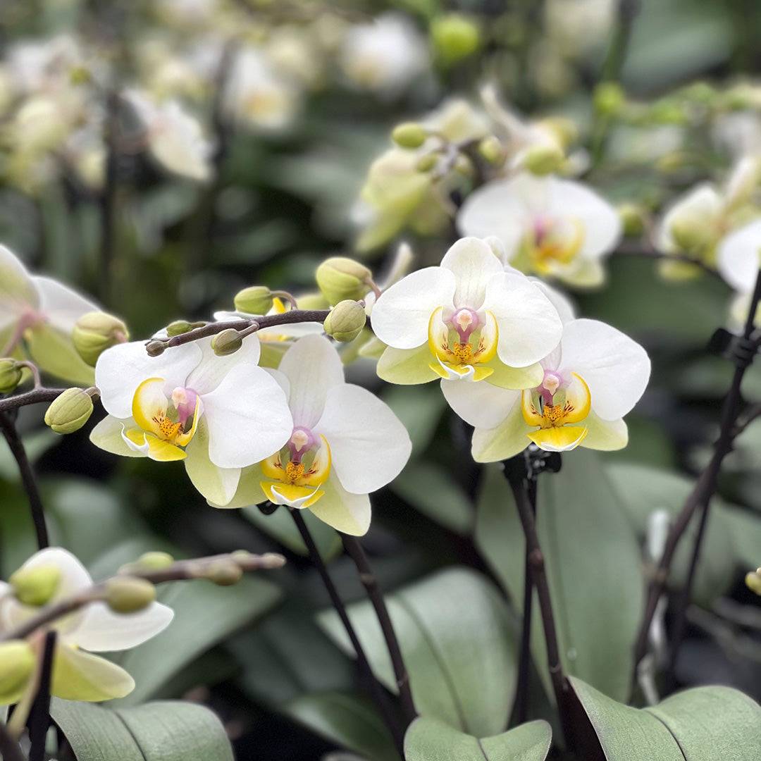 Busy Bee rosane Orchidee | Optional mit Übertopf