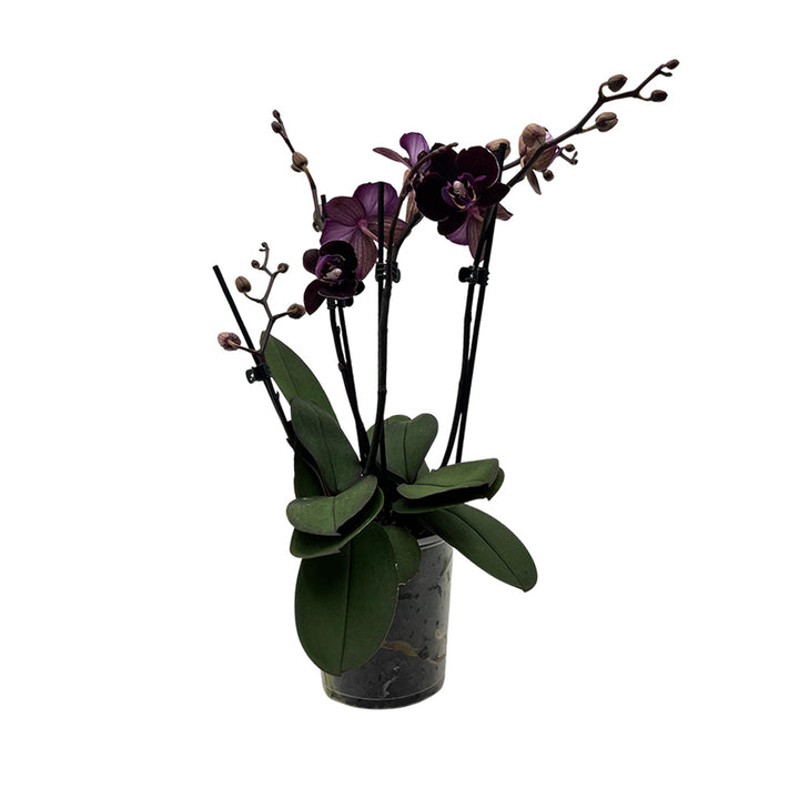 Cartagena dunkelrote Orchidee | Optional mit Übertopf