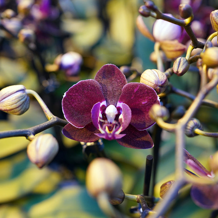 Cartagena dunkelrote Orchidee | Optional mit Übertopf