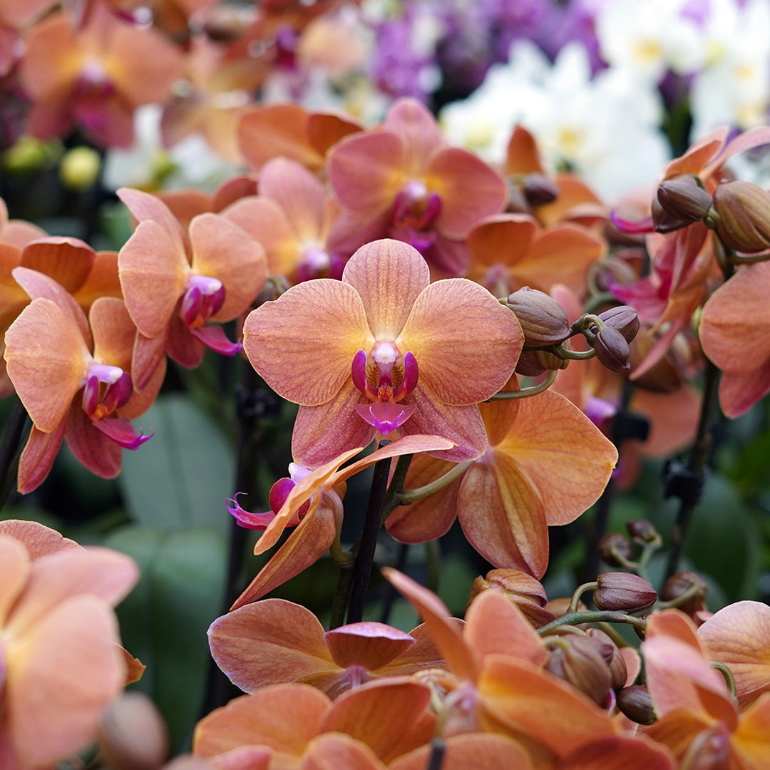 Rötliche Orchidee | Optional mit Übertopf