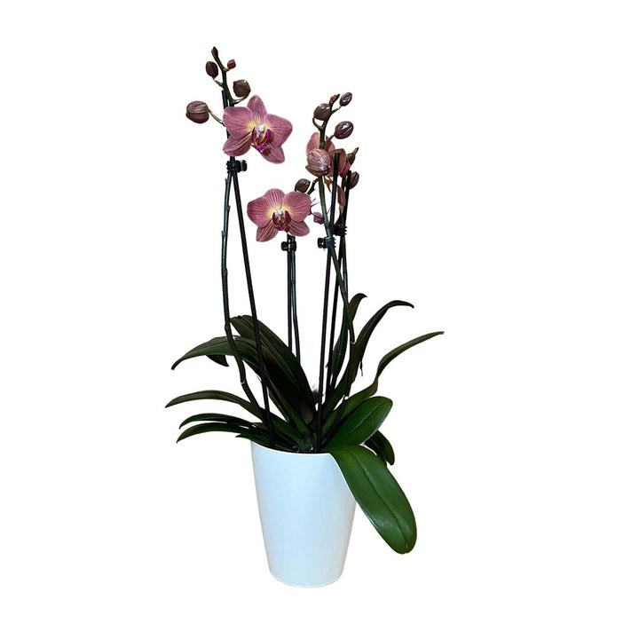 Coprc rötliche Orchidee | Optional mit Übertopf