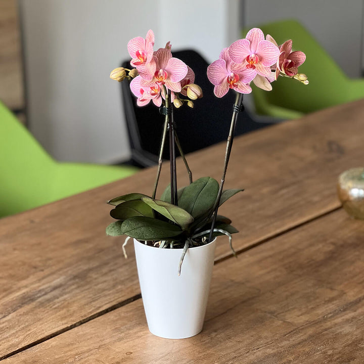 Orchideen-Angebote der Woche + Übertöpfe