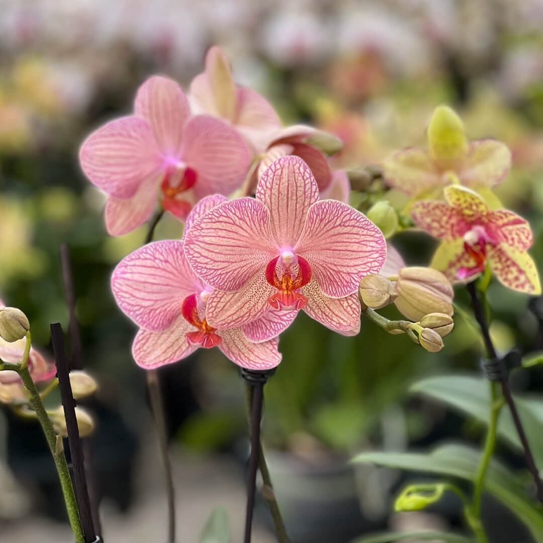 2er Orchideen Paket zu Muttertag | Optional mit Übertopf