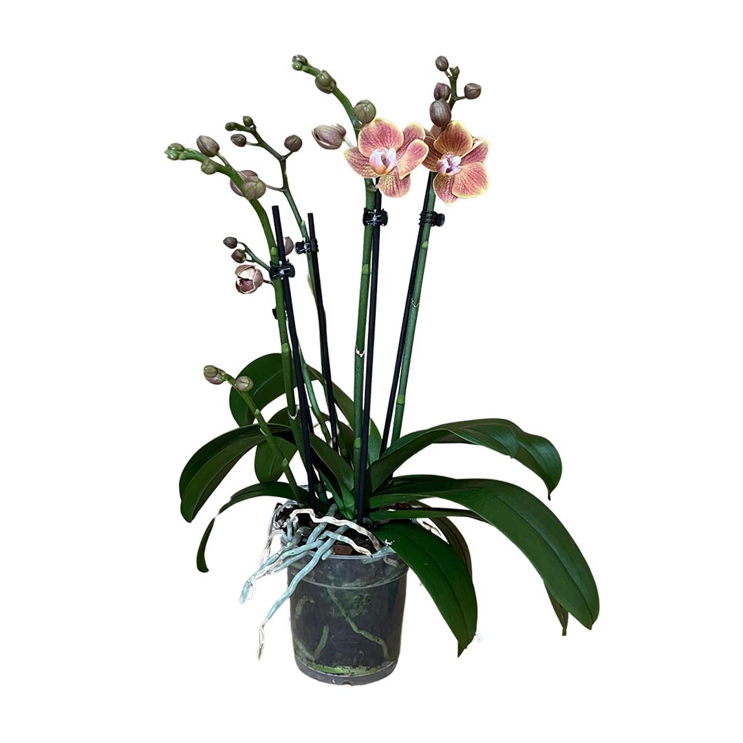 Dame Etna Orchidee für Dein zu Hause kaufen – Blumen-Pakete