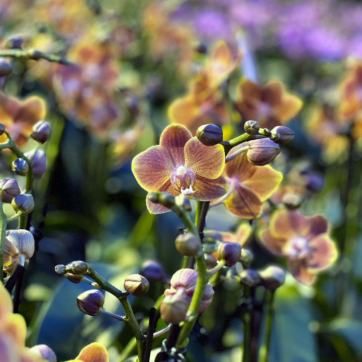Dame Etna kupferne Orchidee | Optional mit Übertopf