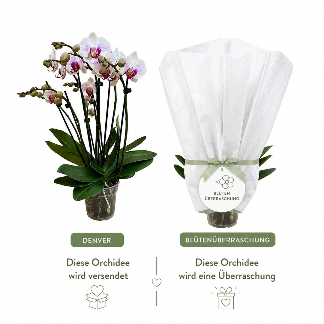 Denver Orchidee + Überraschung zum Muttertag | Versand zum Muttertag am 10. Mai