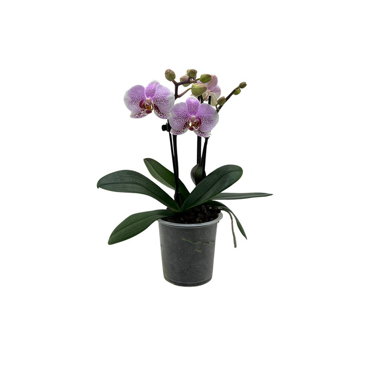 Dominique hellrosane Orchidee | Optional mit Übertopf