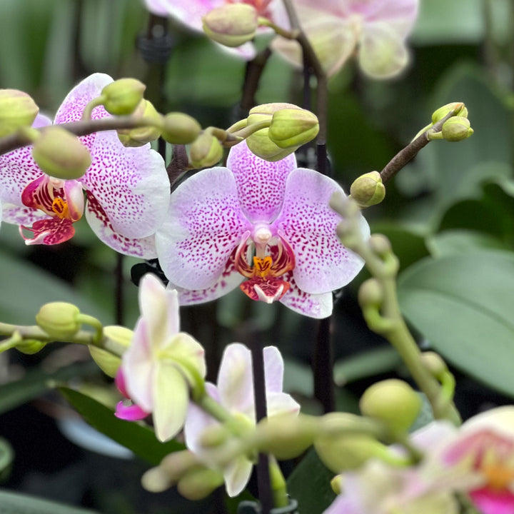 Dominique hellrosane Orchidee | Optional mit Übertopf