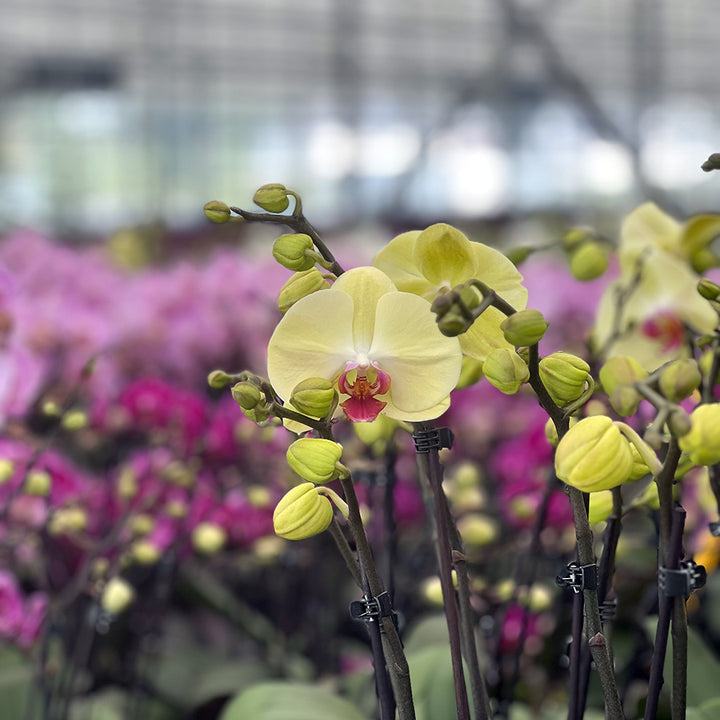 Donata gelbe Red-Lip-Orchidee | Majestätische Blüten