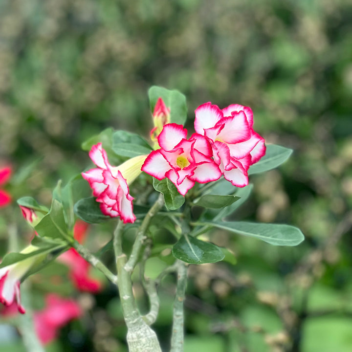 Double Noble Wüstenrose | Traumhafte Zimmerpflanze