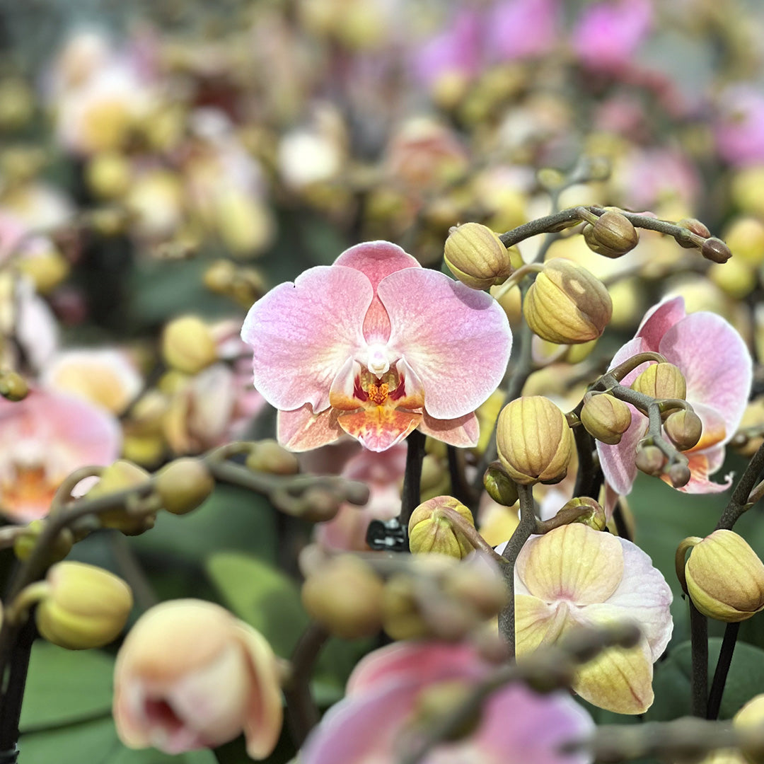 Fabienne hellrosane Orchidee | Besondere Orchideen-Sorte