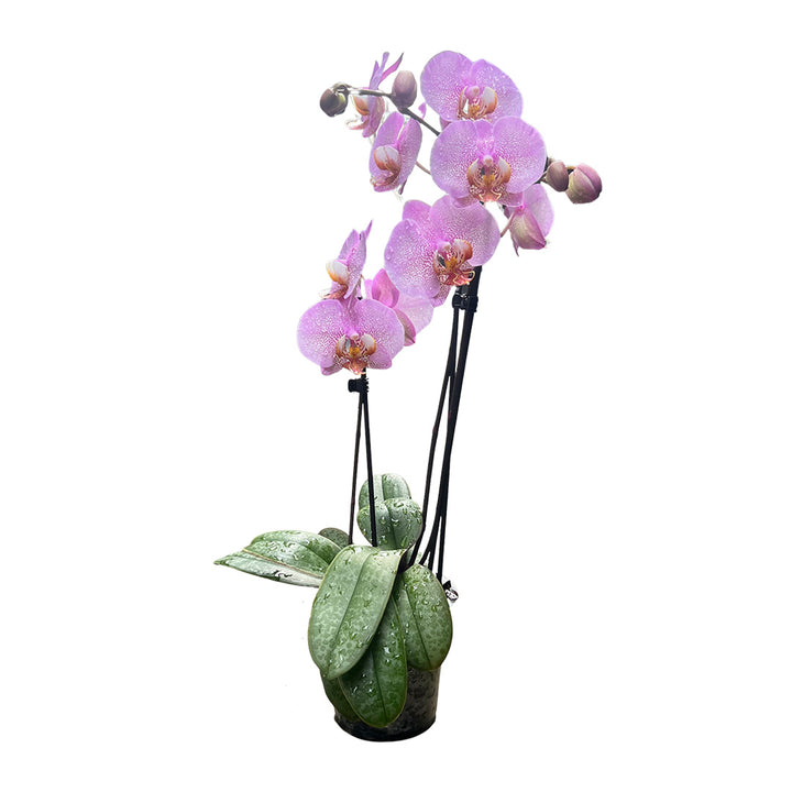 Violett gepunktete Orchidee | Optional mit Übertopf