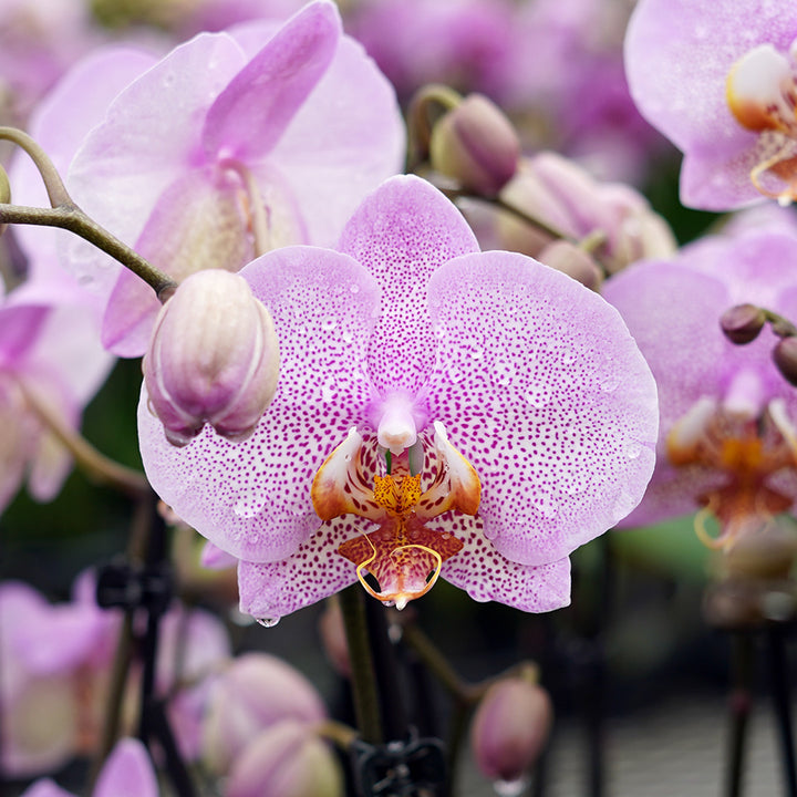 Violett gepunktete Orchidee | Optional mit Übertopf