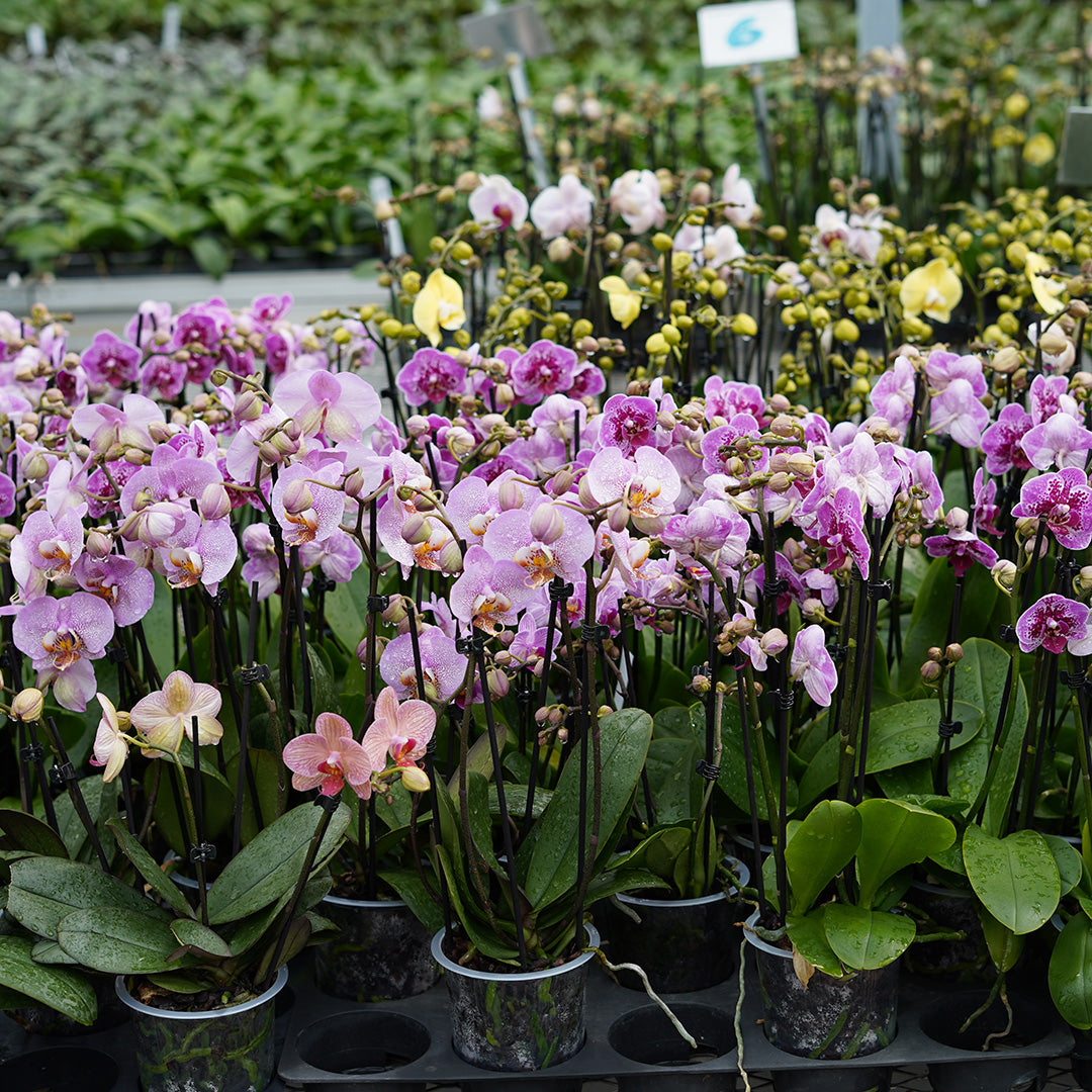 Violett gepunktete Orchidee | Optional mit Übertopf