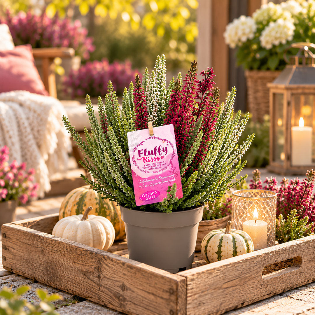 Garden Girls® | Fluffy Kiss Heide 8er Paket