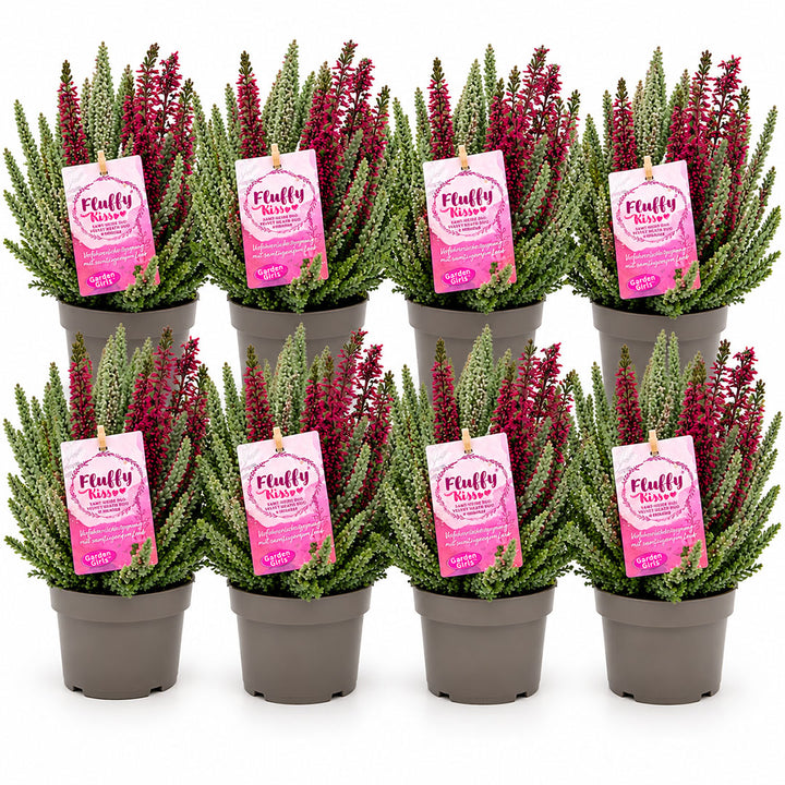 Garden Girls® | Fluffy Kiss Heide 8er Paket