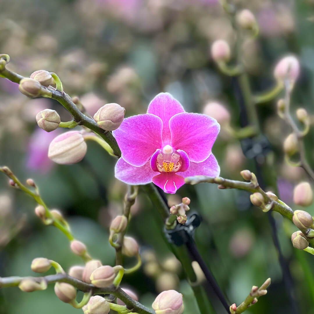 Friday Flirt violettes Orchidee | Optional mit Übertopf