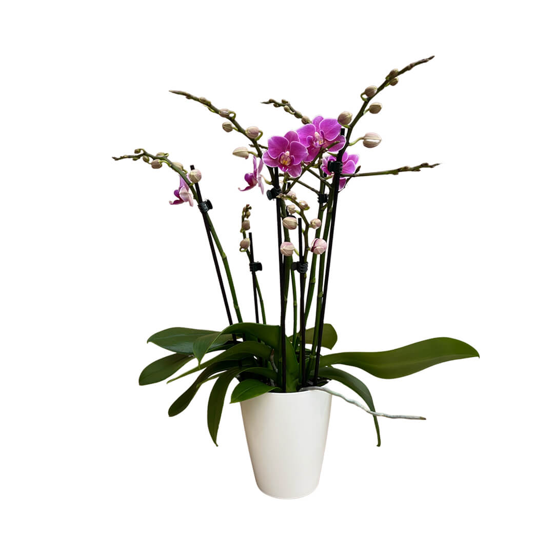 Friday Flirt violettes Orchidee | Optional mit Übertopf