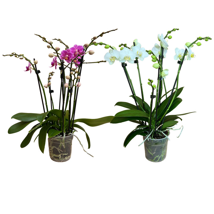 Orchideen 2er Angebote der Woche + Übertöpfe
