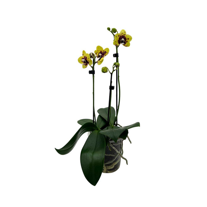 Gelbe Orchidee + rote Punkte | Optional mit Übertopf