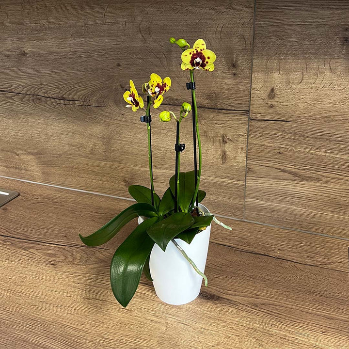 Gelbe Orchidee + rote Punkte | Optional mit Übertopf