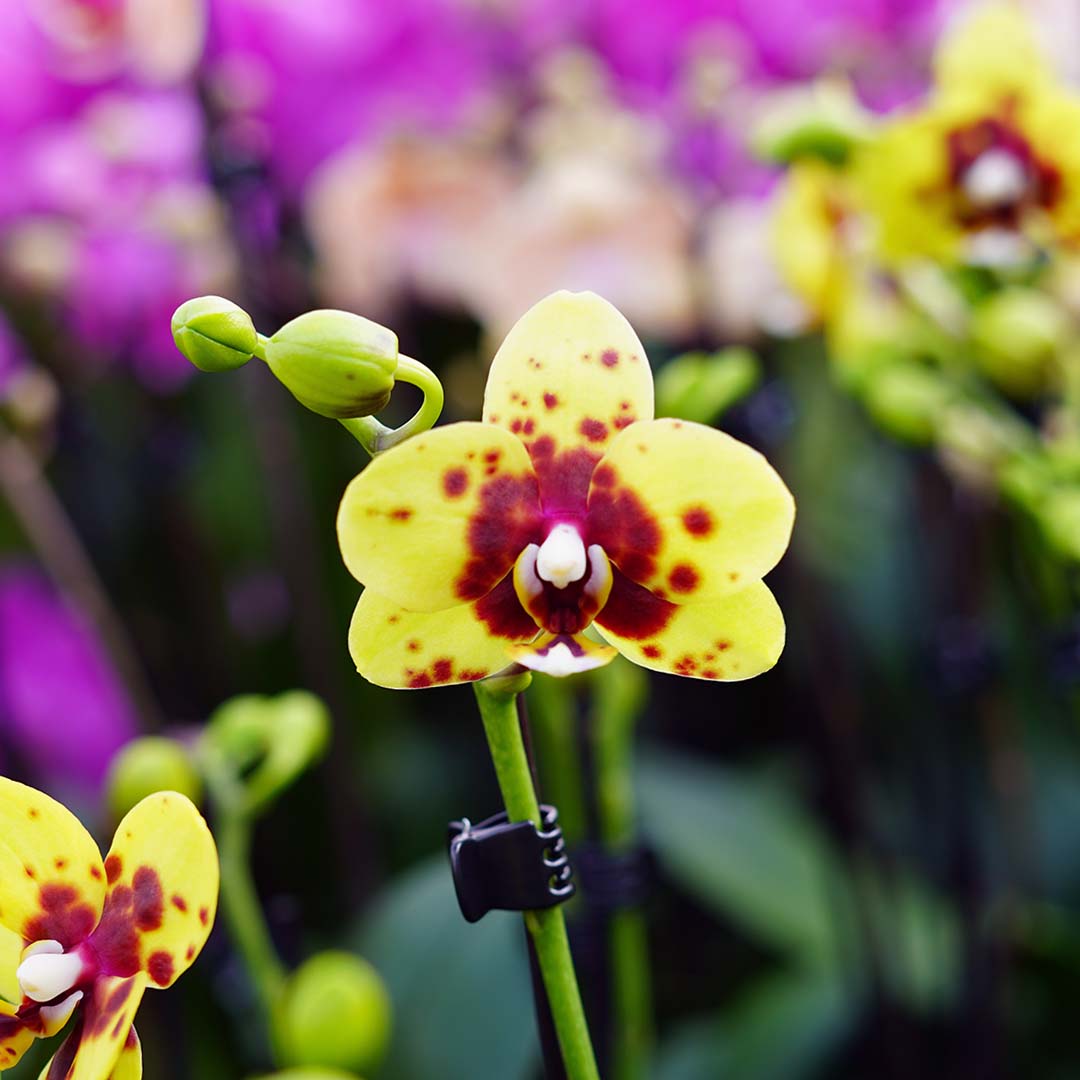 Gelbe Orchidee + rote Punkte | Optional mit Übertopf