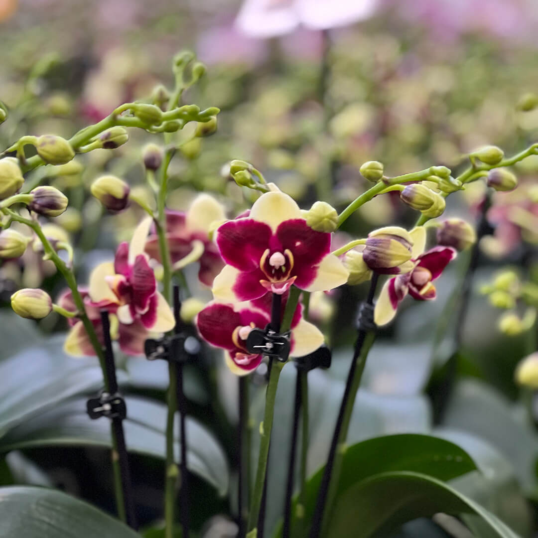 Gelbrot gescheckte Orchidee | Optional mit Übertopf
