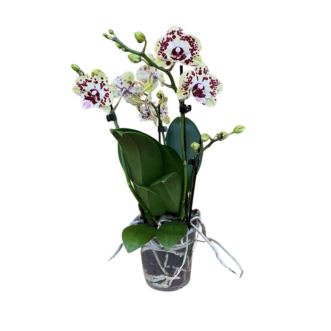 Gelbrot gepunktete Orchidee | Optional mit Übertopf