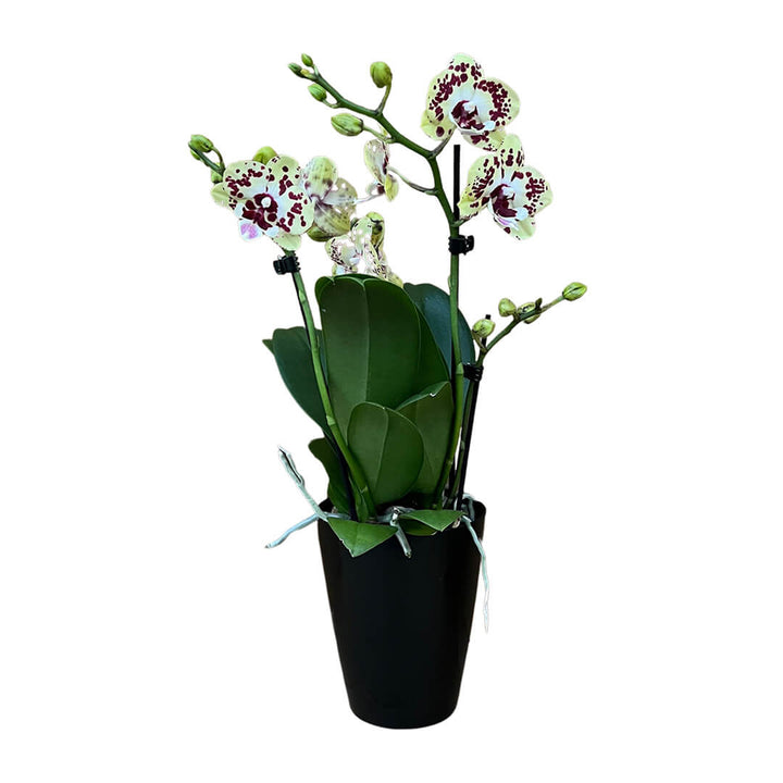 Gelbrot gepunktete Orchidee | Optional mit Übertopf