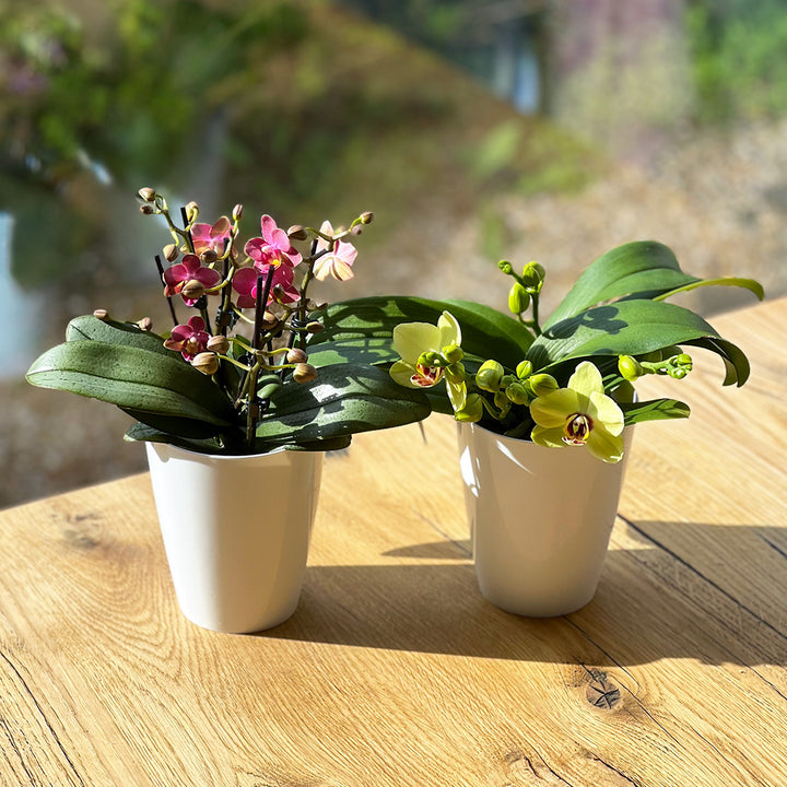 Gelbe Blüten mit roter Lippe | Traumhafte Tischorchideen