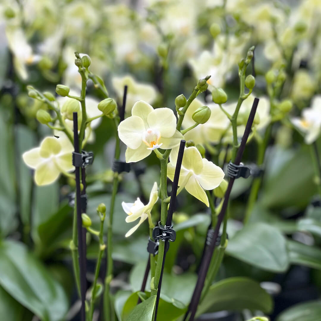 Golden Story hellgelbes Orchidee | Optional mit Übertopf