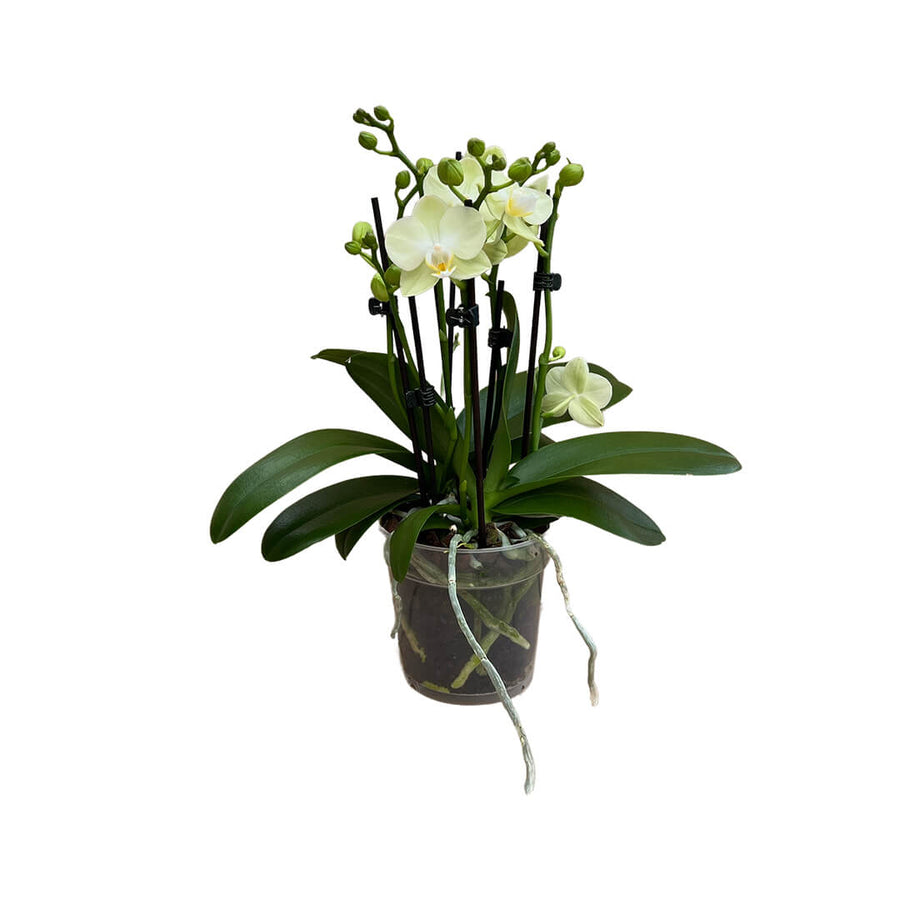 Golden Story Orchidee für Dein zu Hause kaufen – Blumen-Pakete