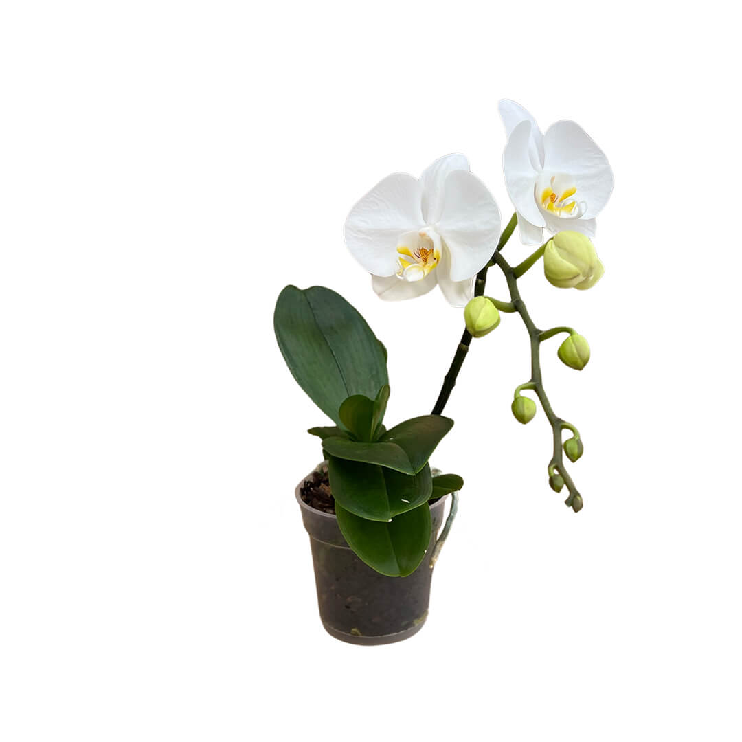 Grand Dessert Orchidee für Dein zu Hause kaufen – Blumen-Pakete