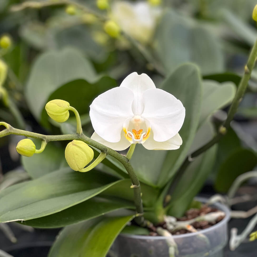 Großblumige Grand Dessert Orchidee | Optional mit Übertopf