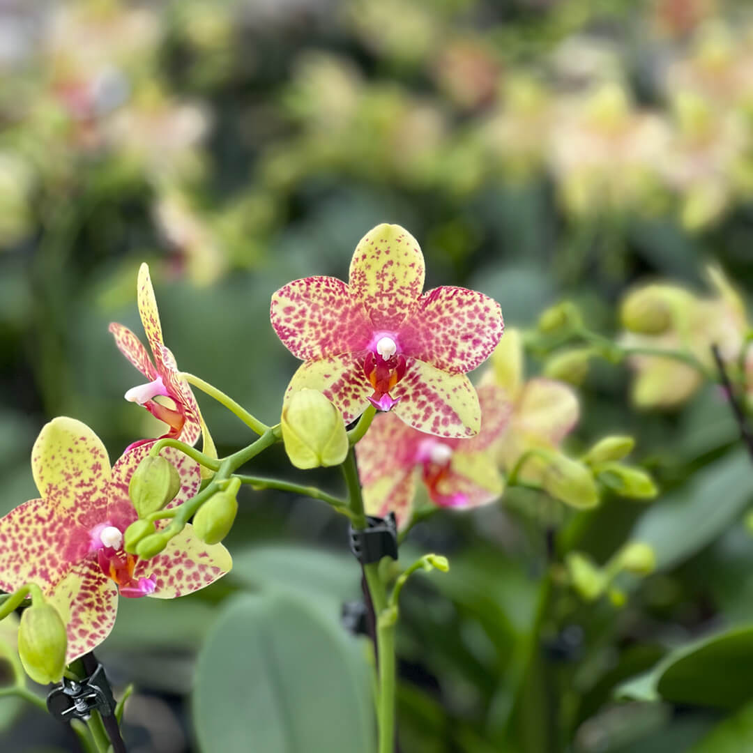Grosseto gelb gescheckte Orchidee | Optional mit Übertopf