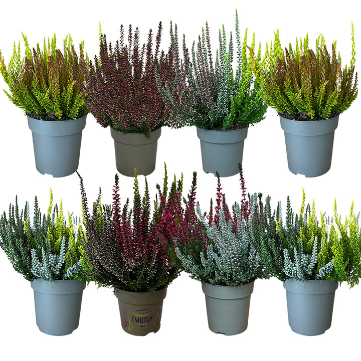 Garden Girls® | Heide 8er Überraschungspaket
