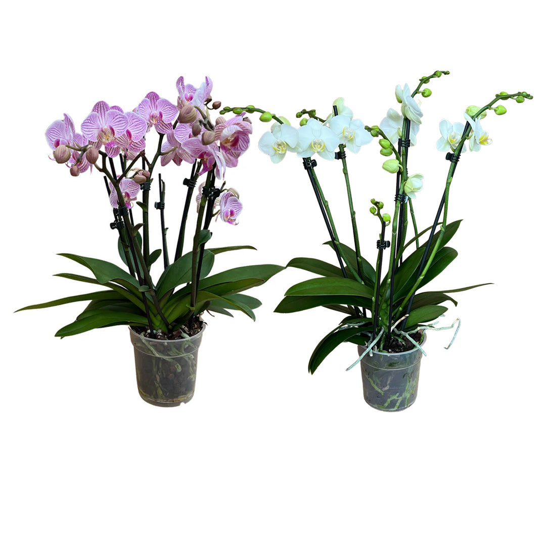 Orchideen 2er Angebote der Woche + Übertöpfe