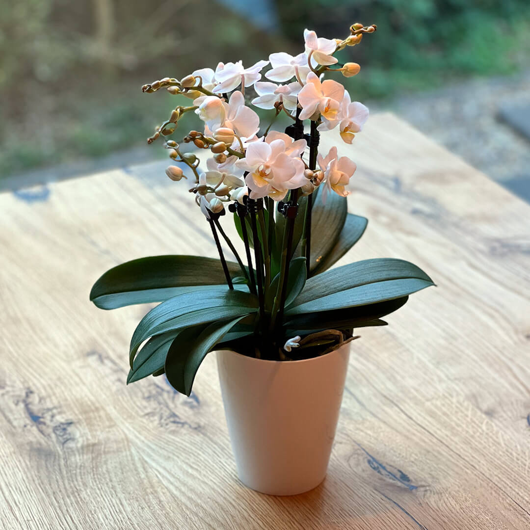 Julia | Feines Tisch-Orchideen 2er Paket + Übertöpfe